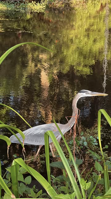 Add to your Charleston bucket list:

Every Wednesday for the rest of May, you can stroll through the beautiful Middleton Place while tasting different wines and bites set up throughout the gardens on the property. This was my first time doing this an