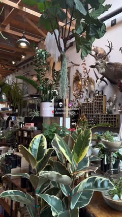 Stopped by @theterroriumshop 🦇🕯️🍂🪲 

Tucked away in Denver’s Berkeley neighborhood, it’ll feel like stepping into a cabinet of curiosities • shelves of bones, pinned insects, crystals, preserved florals and SO much more, most of it made by hand. 