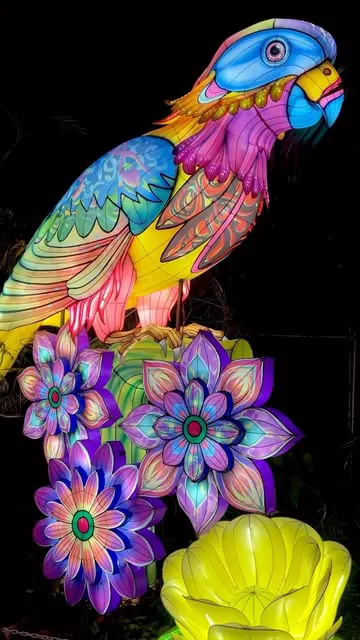 Fun Things To Do in Miami

Have you been to Luminosa : A Festival of Lights at Jungle Island?

Visit @luminosamiami at @jungleisland to experience a one-of-a-kind festival of lights with over 1,000,000 LED lights! You’ll enjoy over 40 breathtakin