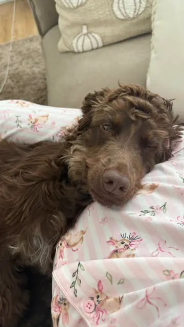 ad Stumbled across some of Bambi’s puppy toys from Pets at Home, now I’m sat reminiscing on Bambi as a tiny girl 🥺♥️🐶 @petsathomeuk #allforpets