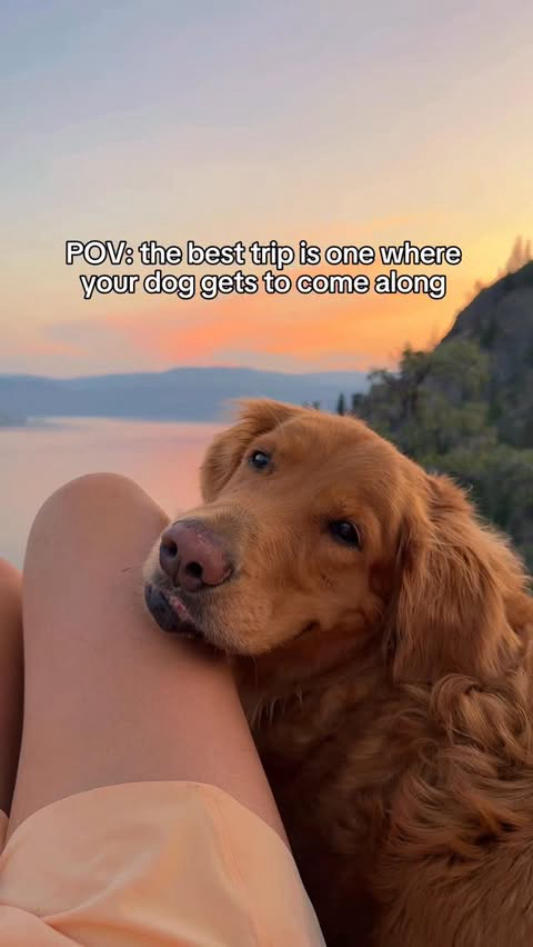 Save this for your next trip to Kelowna 🐾✨

📍 Start by checking in at Comfort Suites in Kelowna - a pet-friendly stay right in the heart of the Okanagan Valley. The hotel has spacious, pet friendly suites, a heated indoor pool and waterslide, EV ch