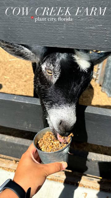 perfect Sunday spent at @cowcreekfarm 🐐☁️🚜🌾🦙👨🏻‍🌾🐂✨