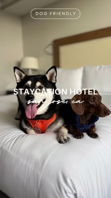 This is your sign to have a staycation with your pup 💆‍♀️🛁 We were invited to be #signiapartner and try out their new Very Important Pup program. Both humans and pups left feeling pampered and relaxed 😌 SAVE this for your next staycation!

📍 Sign