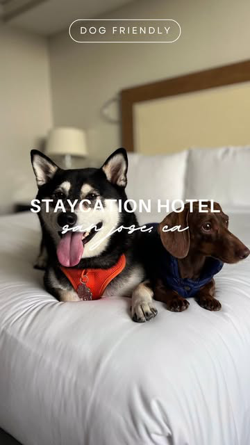 This is your sign to have a staycation with your pup 💆‍♀️🛁 We were invited to be #signiapartner and try out their new Very Important Pup program. Both humans and pups left feeling pampered and relaxed 😌 SAVE this for your next staycation!

📍 Sign