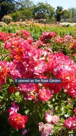 Take a stroll through 3,500 rose bushes in full bloom. The perfect spot to slow down and breathe in something beautiful.

Always showing you the best in the neighborhood, to better help you RELAX AND RELOCATE!

📍 San Jose Municipal Rose Garden – 164