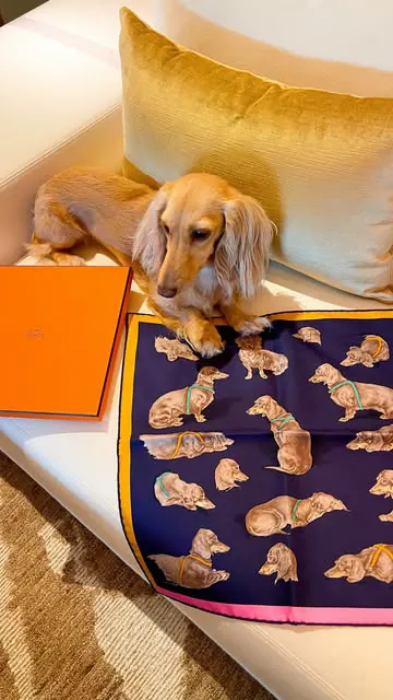 Unboxing the ‘Les Bassets’ dachshund silk scarf from Hermès for Clementine 🧡

This design was originally called Les Teckels and released in the 1950’s. Hermès reissued the design by Xavier de Poret in 2020 and now 2025, but they changed the name to 