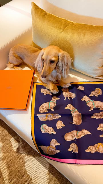 Unboxing the ‘Les Bassets’ dachshund silk scarf from Hermès for Clementine 🧡

This design was originally called Les Teckels and released in the 1950’s. Hermès reissued the design by Xavier de Poret in 2020 and now 2025, but they changed the name to 