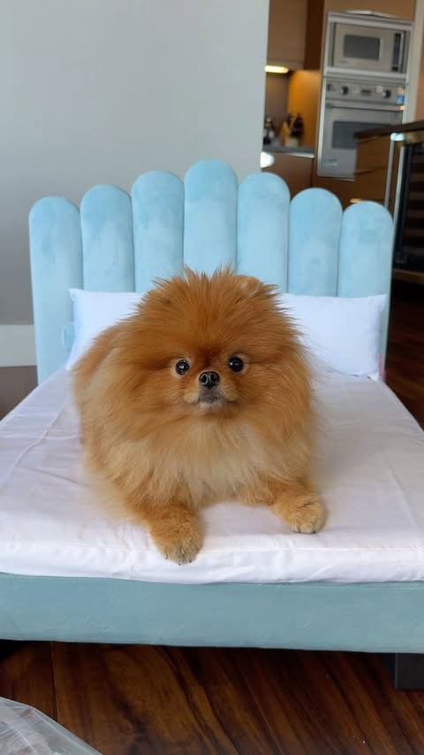 Check out my new Hooman bed from @thehoomanlife! 😍 Not only is it so stylish, but it also comes with a memory foam mattress. So comfy and it was super easy to assemble. Check my link in bio to get yours! Be sure to use code LOUBIE for a discount 🤗

