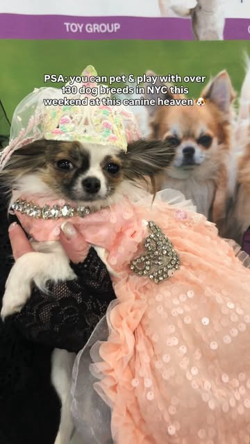 AKC Meet the Breeds is coming to the Jacob K. Javits Convention Center Februrary 7 & 8 🦴 Link in bio @NYbucketlist ⬅️ for more info + tickets to the @americankennelclub phenomenon 🐶 Send this to a dog lover 🐾 #NYbucketlist #nyc #partner